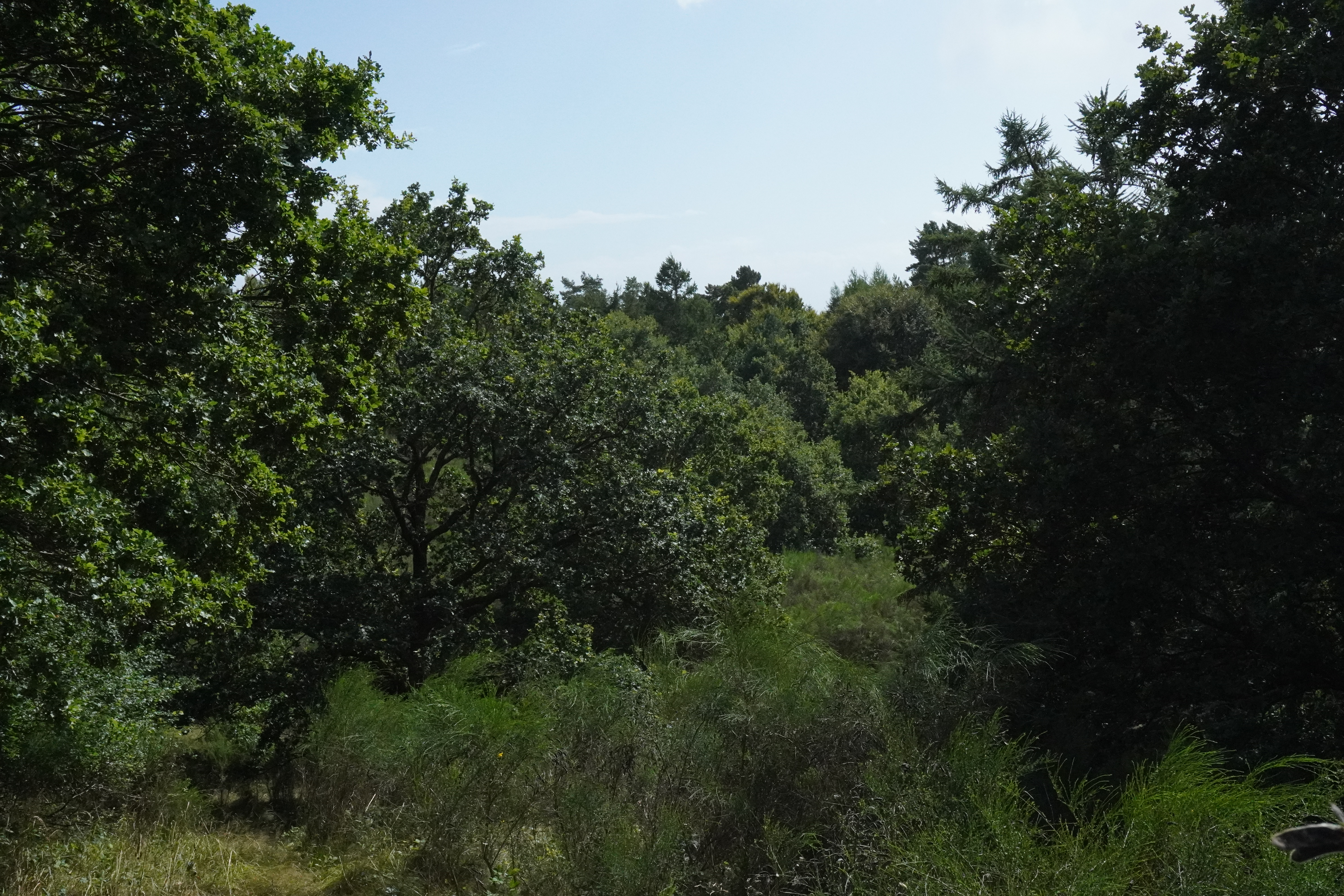 Fredfyldt skovlandskab i sommerlys