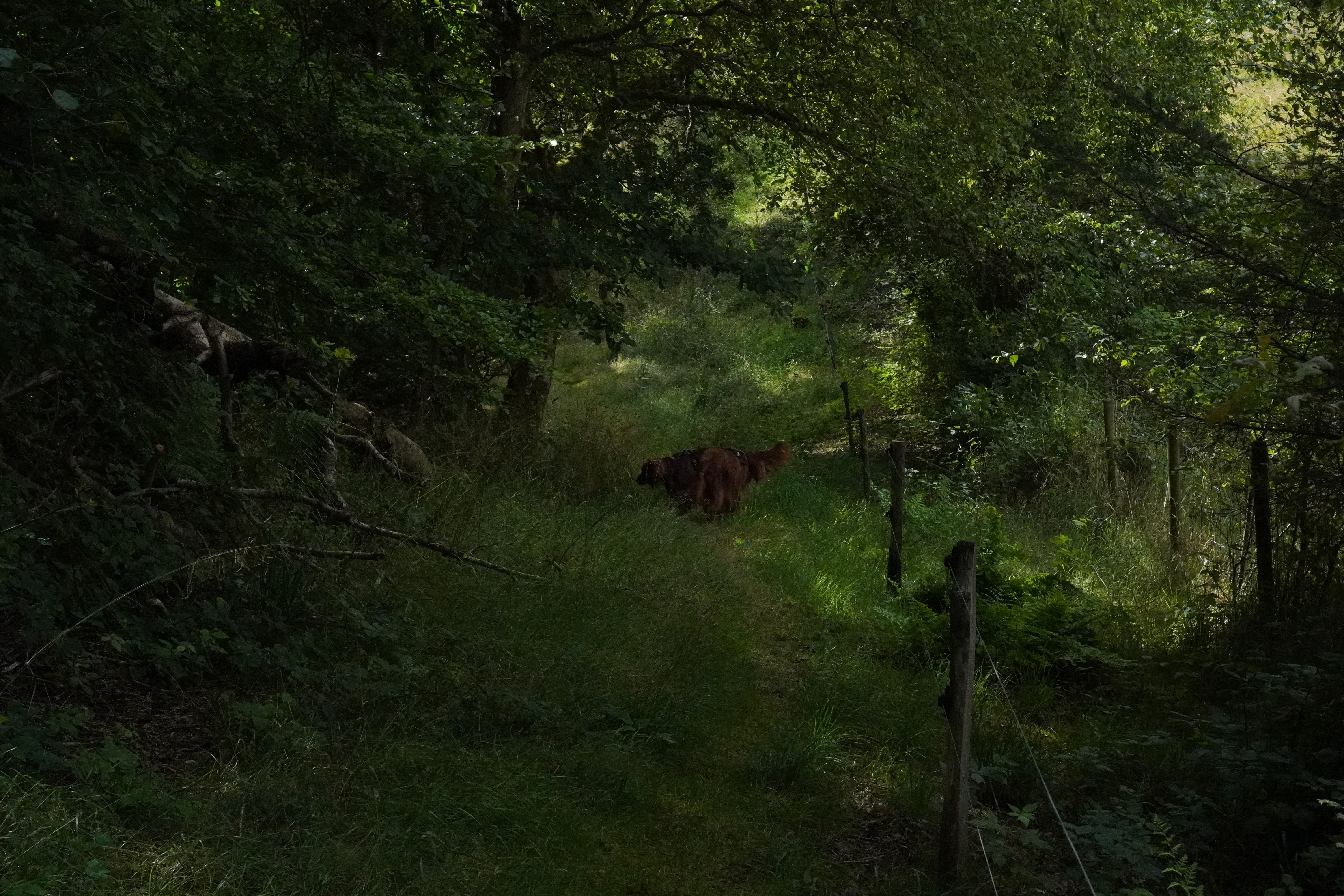Fredelig skovsti med en hund på tur