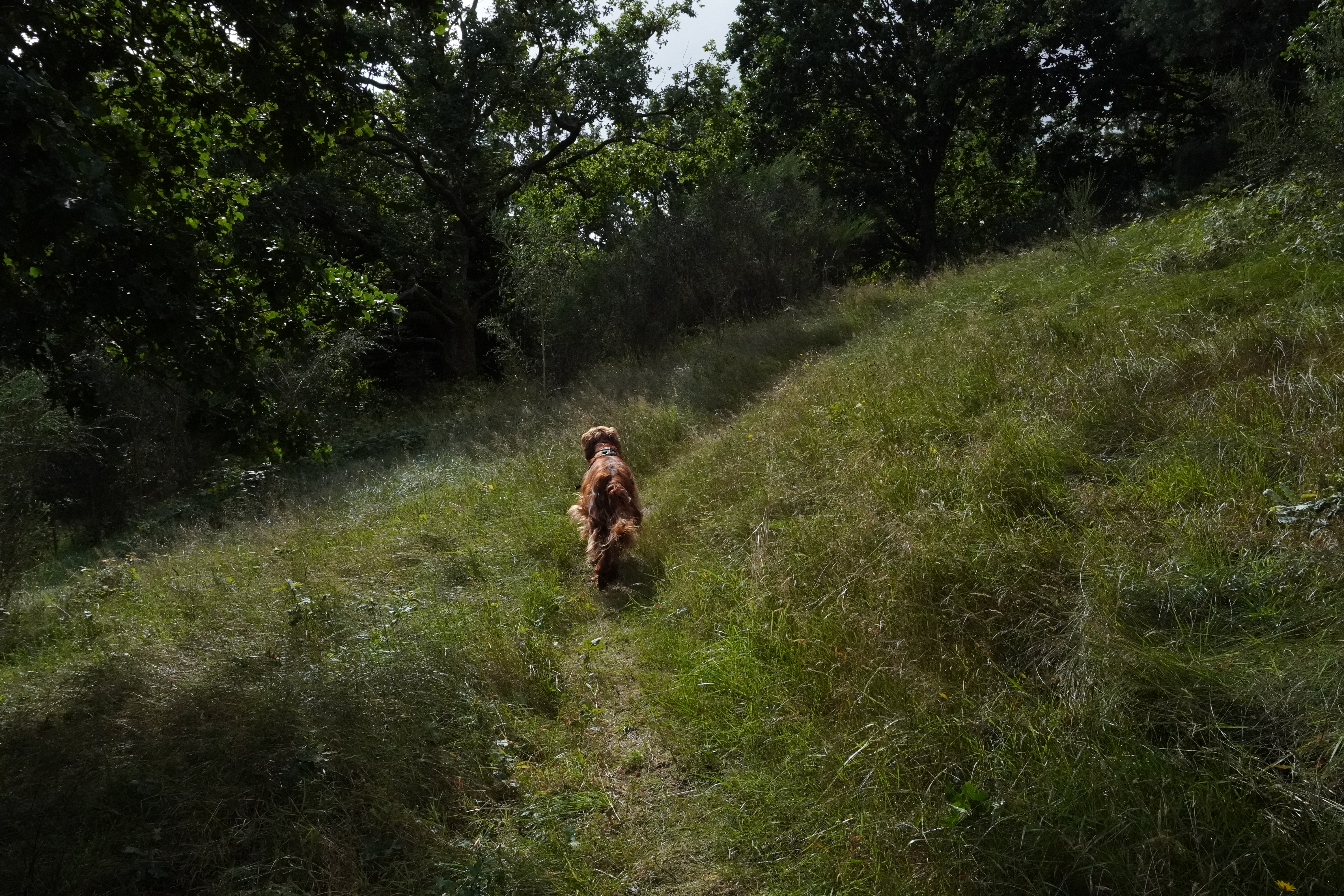 Hund på opdagelse i den grønne natur