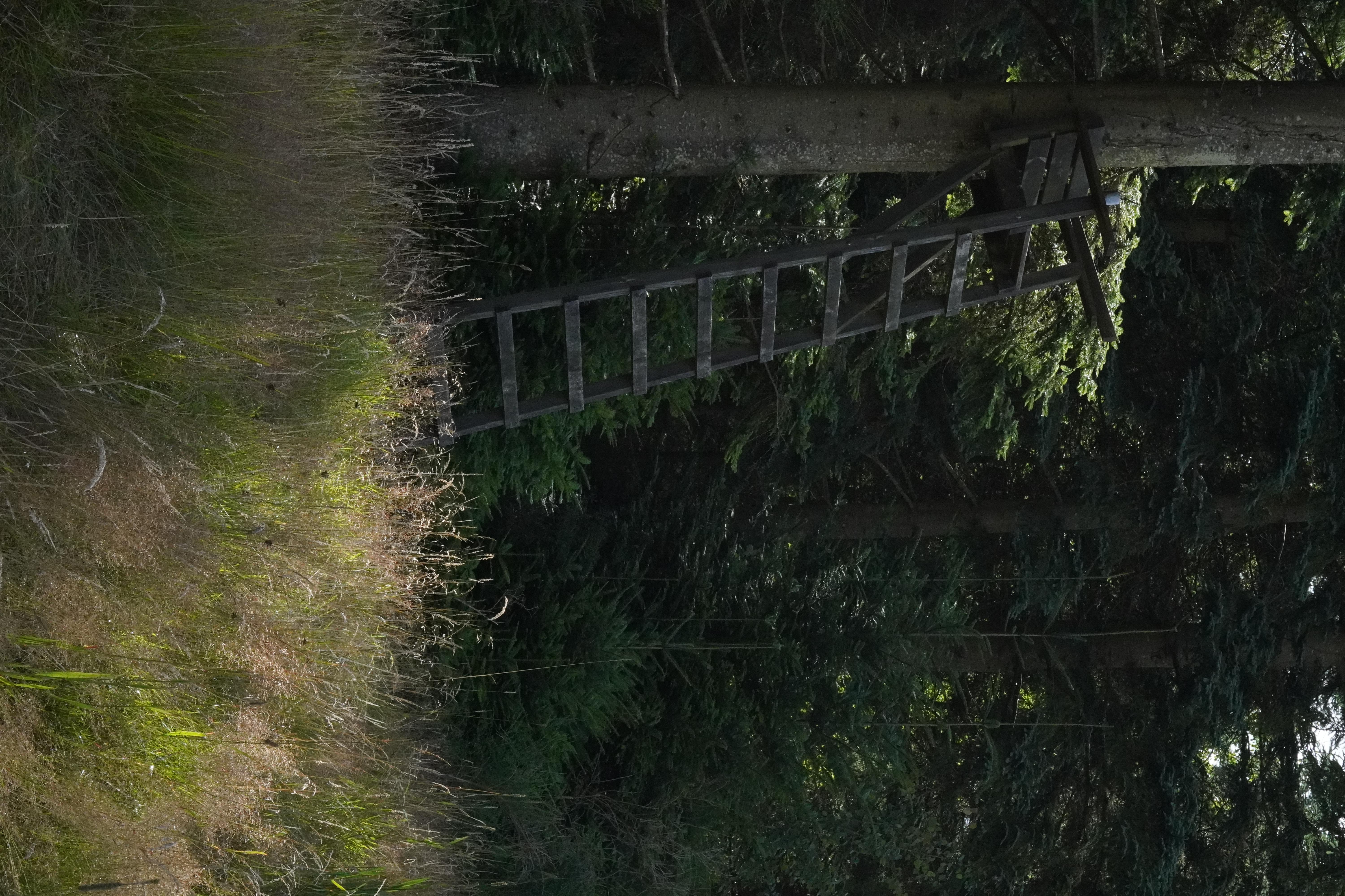 To hunde på tur ad en solrig skovsti