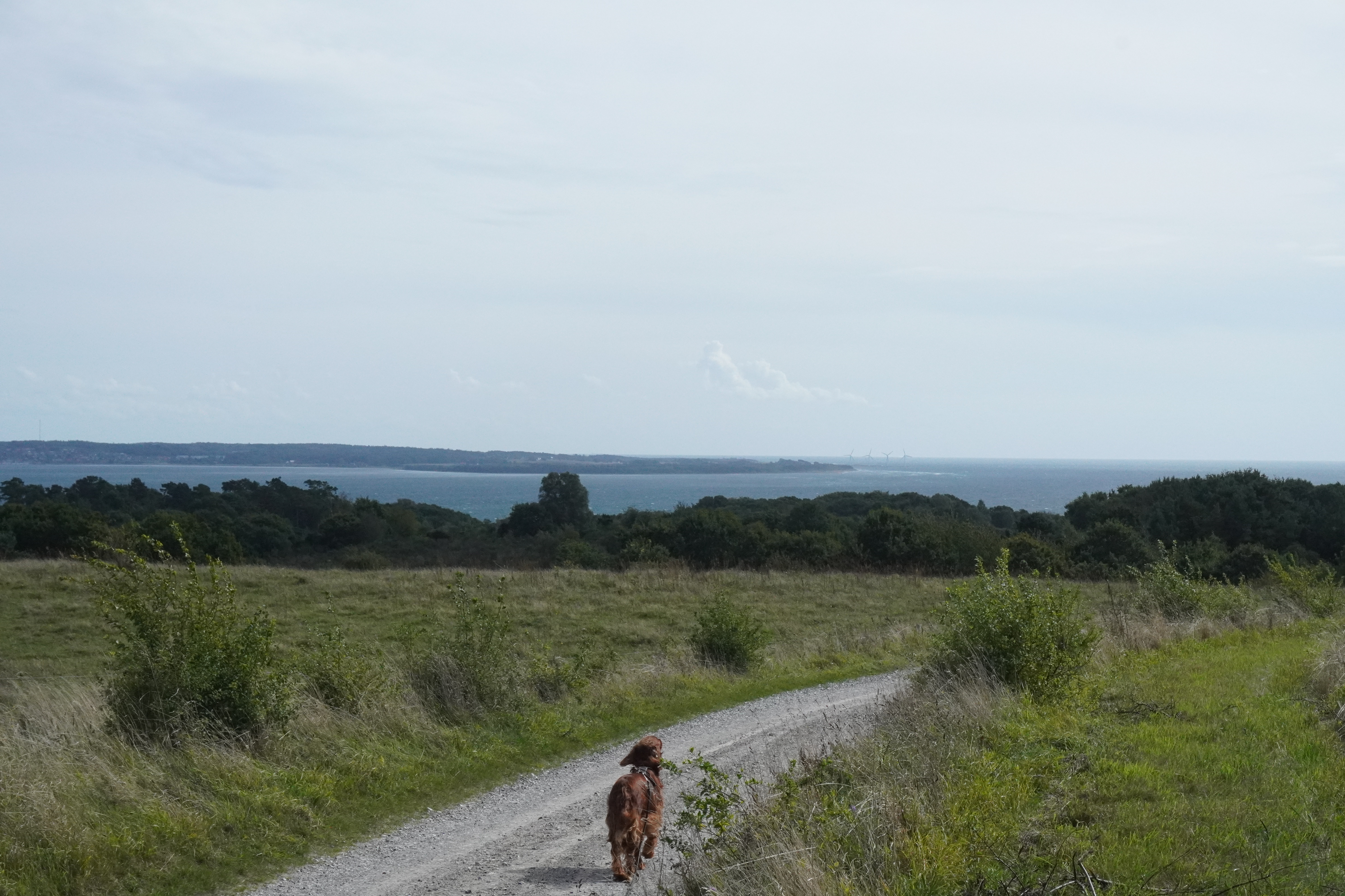 Fredfyldt natureng med skovkant og vid udsigt