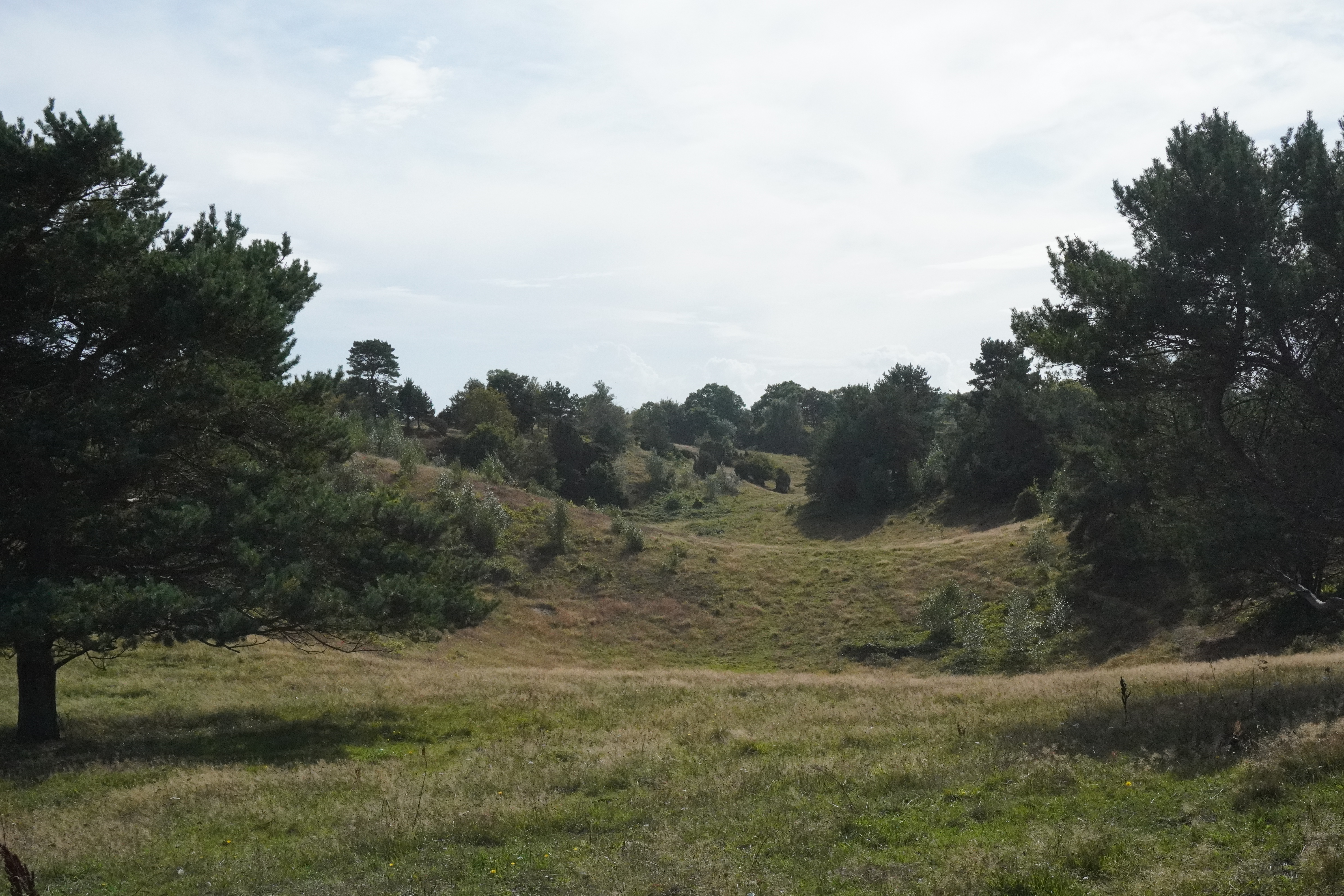 Åbent naturterræn med træer og græs