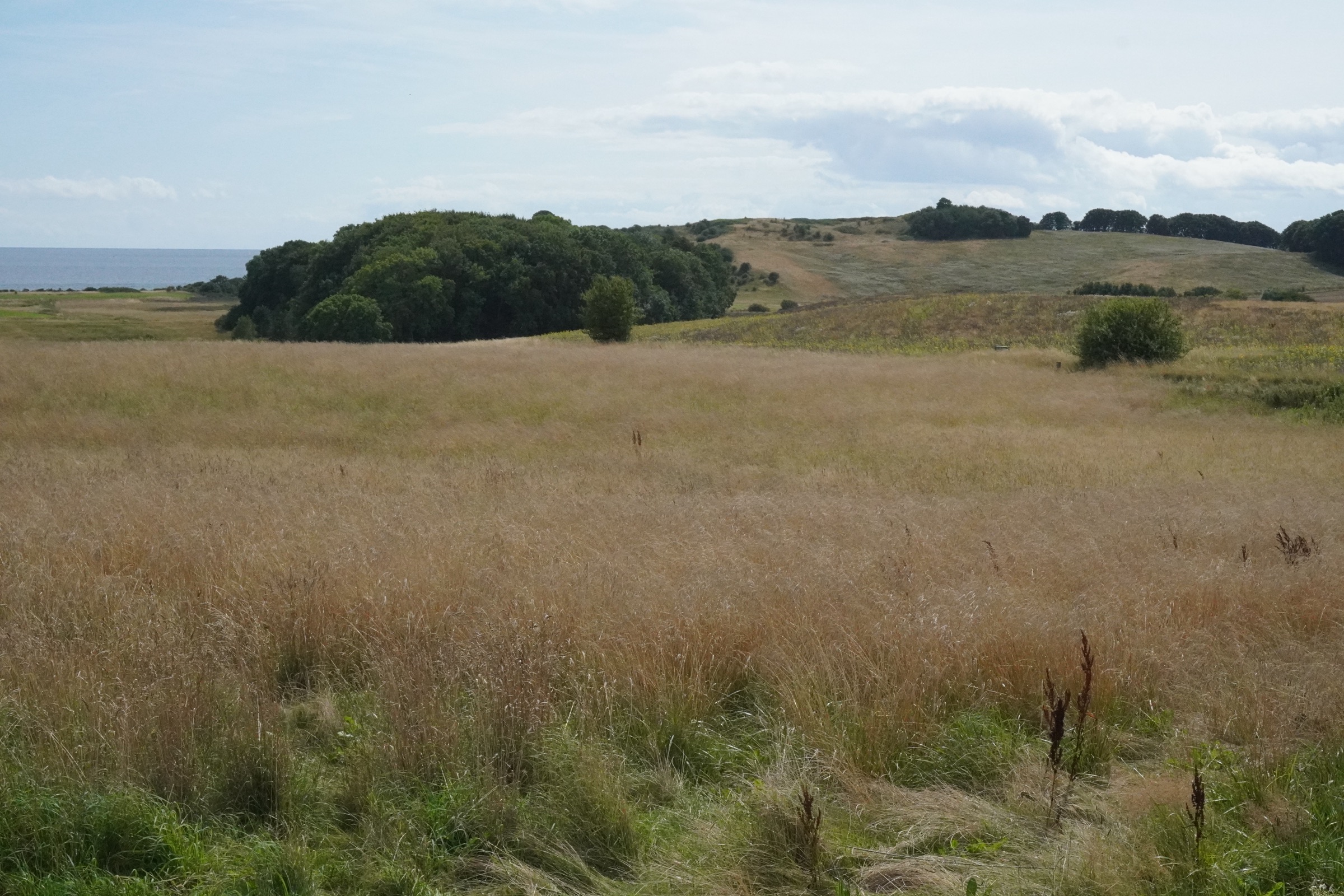 Lys natur langs stierne omkring sommerhuset